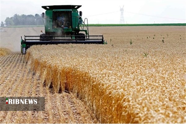 خرید بیش از ۱۸۰ هزار تن گندم از کشاوران استان همدان
