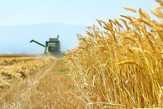 خرید ۳۱ هزار تن گندم از کشاورزان کهگیلویه و بویراحمد