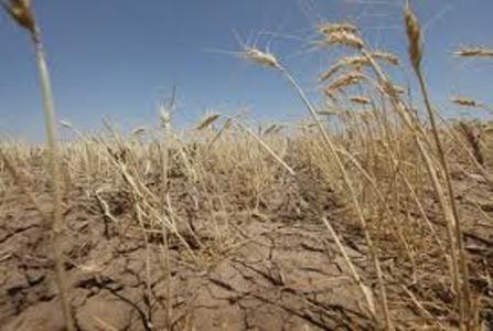 خسارت ۴۰ درصدی خشکسالی به گندم زار‌های سنقر و کلیایی