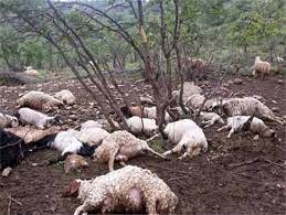 تجاوز به حریم حیات وحش ۱۰ گوسفند را طعمه پلنگ گرسنه کرد