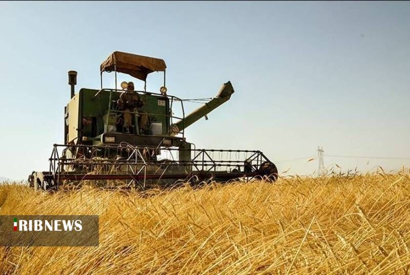 خریداری ۱۹۴ هزار تن گندم از کشاورزان استان همدان