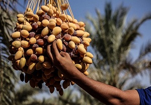 برداشت نوبرانه خرما در لارستان