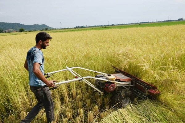 برداشت برنج در بیش از ۴ هزارهکتار از شالیزار‌های مازندران