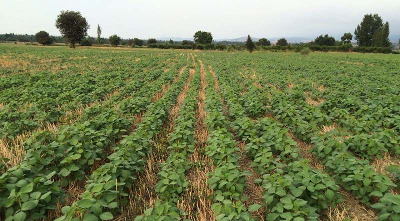 اجرای کشاورزی حفاظتی در ۲۶۳۰ هکتار از اراضی سربیشه