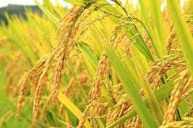 برداشت نخستین برنج ارگانیک از شالیزارهای بابل