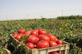 برداشت ۲۱۰ هزار تن محصول بهاره در خراسان شمالی