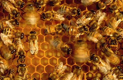 تولید بیش از ۲۴۷ کیلوگرم فراورده عسل در خراسان جنوبی