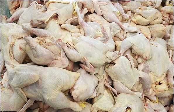 توقیف محموله مرغ فاقد مجوز در قزوین
