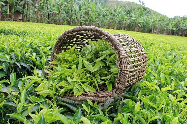 خرید ۱۰۲ هزار تن برگ سبز چای در مازندران و گیلان
