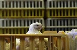 توقیف مرغ‌های بدون مجوز در صومعه‌سرا