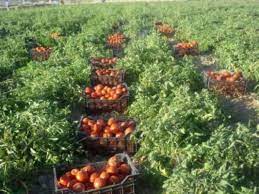 برداشت گوجه فرنگی در خراسان شمالی