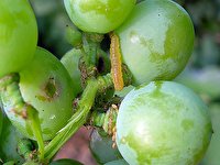 کنترل کرم خوشه خوار انگور(نسل چهارم)
