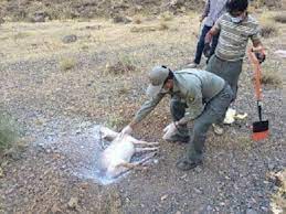 مهار شدن بیماری طاعون نشخوارکنندگان کوچک در پارک ملی تندوره