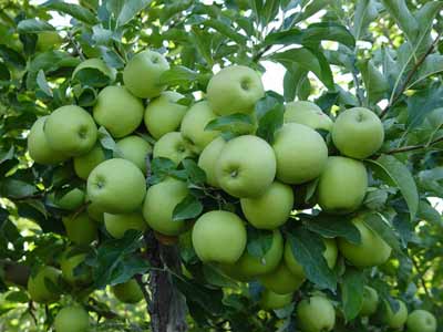 تولید بیش از ۵ هزار تن سیب گلاب در دالاهو