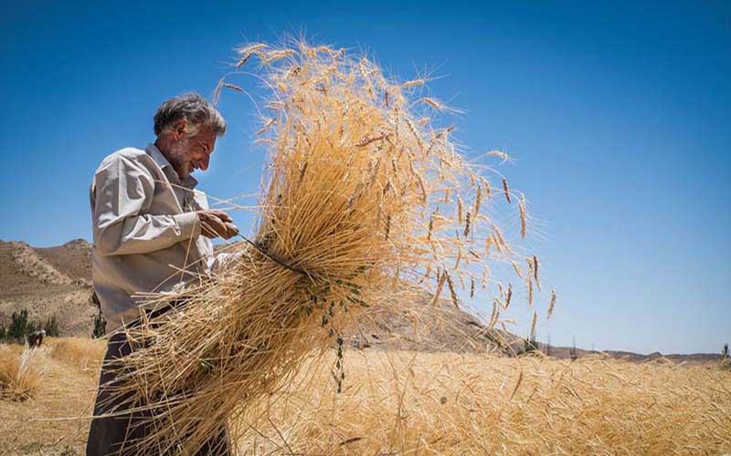 پرداخت ۹۸ درصد از مطالبات گندمکاران استان همدان