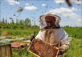 تولید ۱۵ تن عسل در تایباد