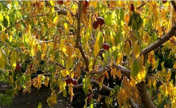 کاهش ۳۵ درصد محصولات باغی خراسان شمالی به دلیل خشکسالی