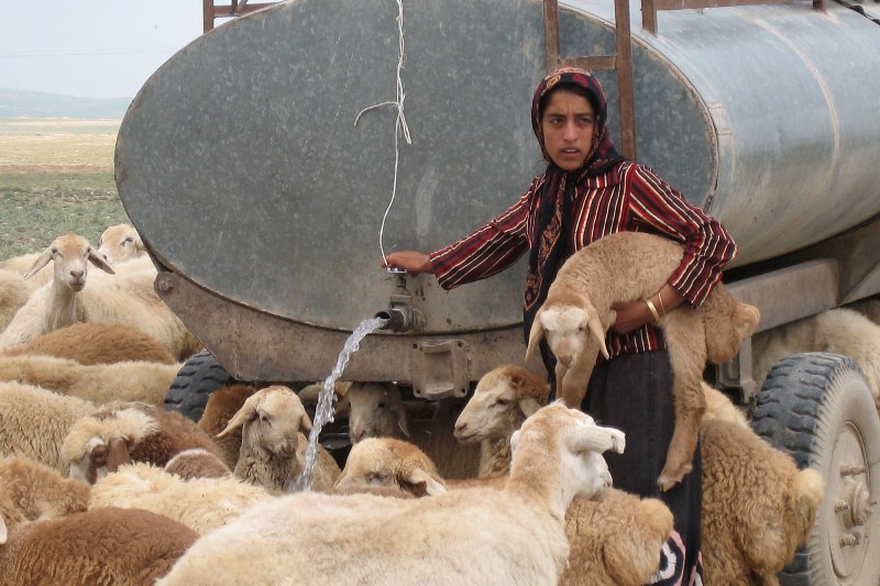 تامین آب برای دام های سبک در روستا‌های دشت آزادگان