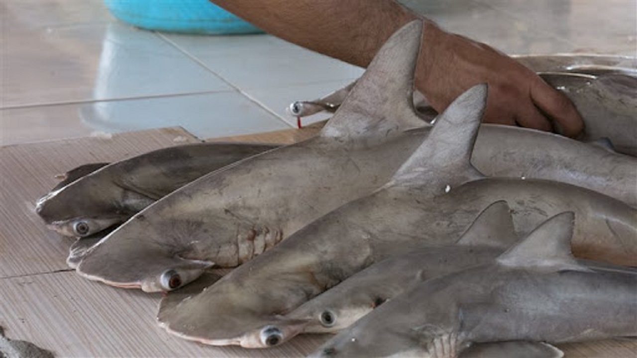 ممنوعیت صید کوسه ماهیان در خلیج فارس