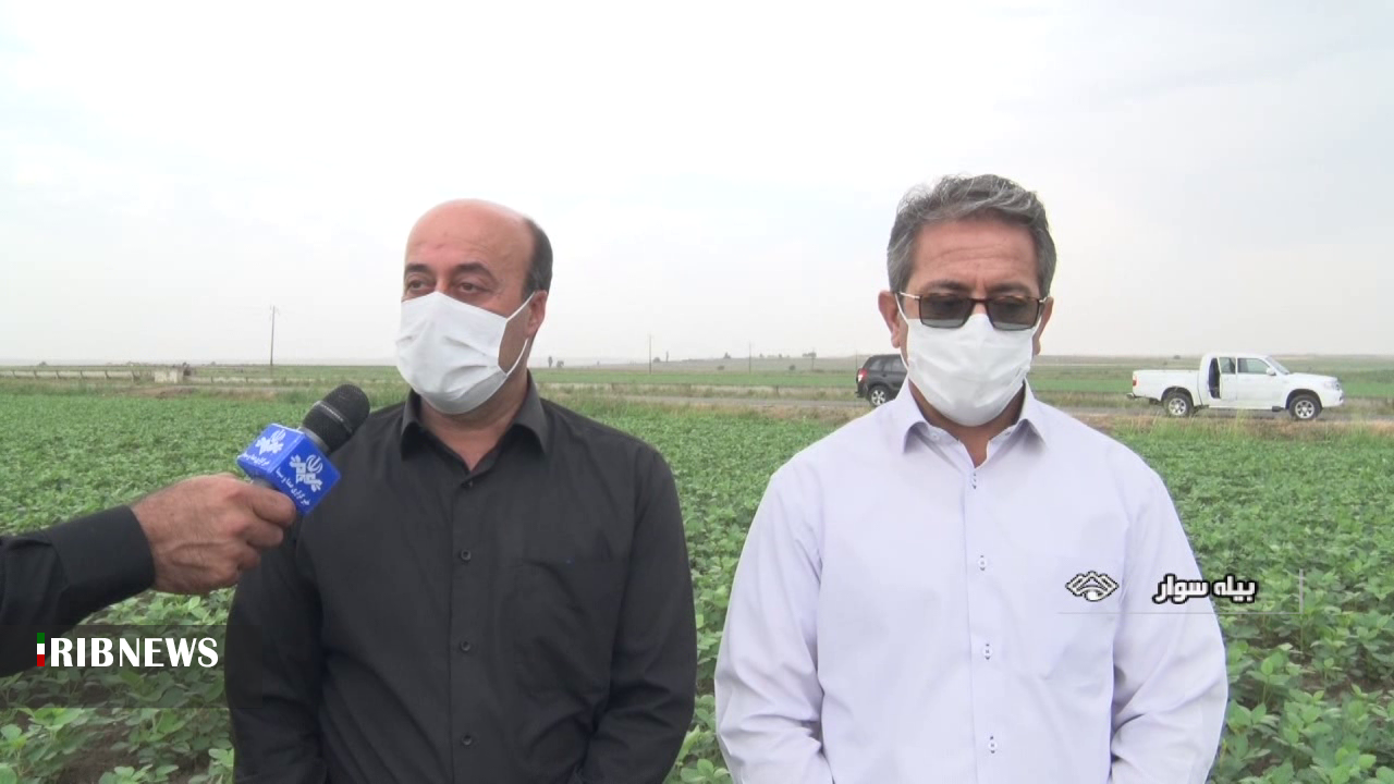 پیش بینی تولید 30 هزار تن سویا از مزارع شمال استان اردبیل