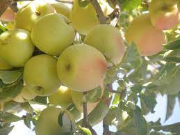 گزارشی از برداشت سیب گلاب در روستای شهید آباد