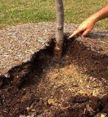 ایجادمالچ طبیعی راهکار ی برای جلوگیری تبخیر آب در پای درختان