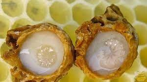 تولید اکسیر جوانی و طول عمر در زنبورستان‌های کازرون