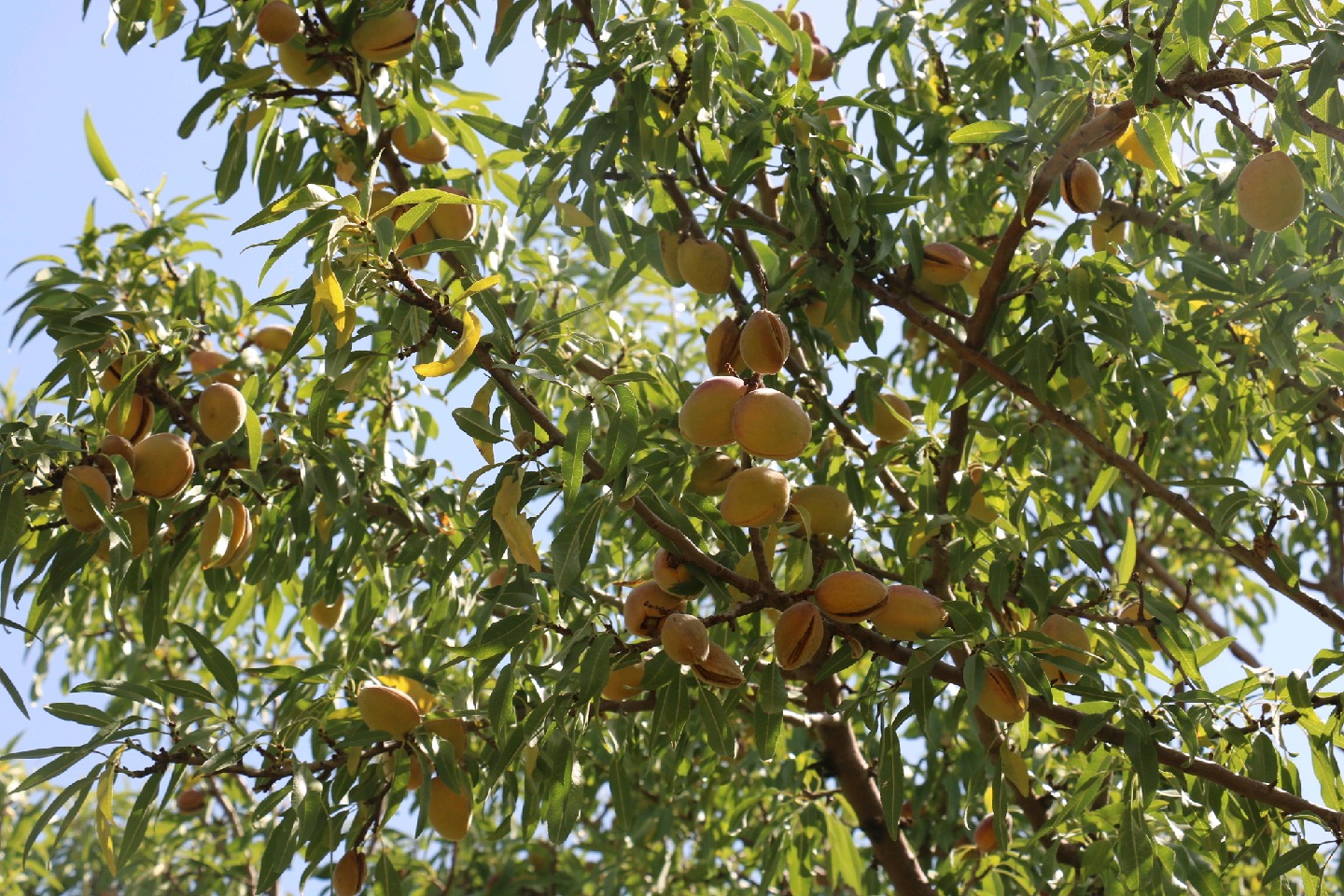 تاثیر سرما و خشکسالی بر تولید بادام در خاتم