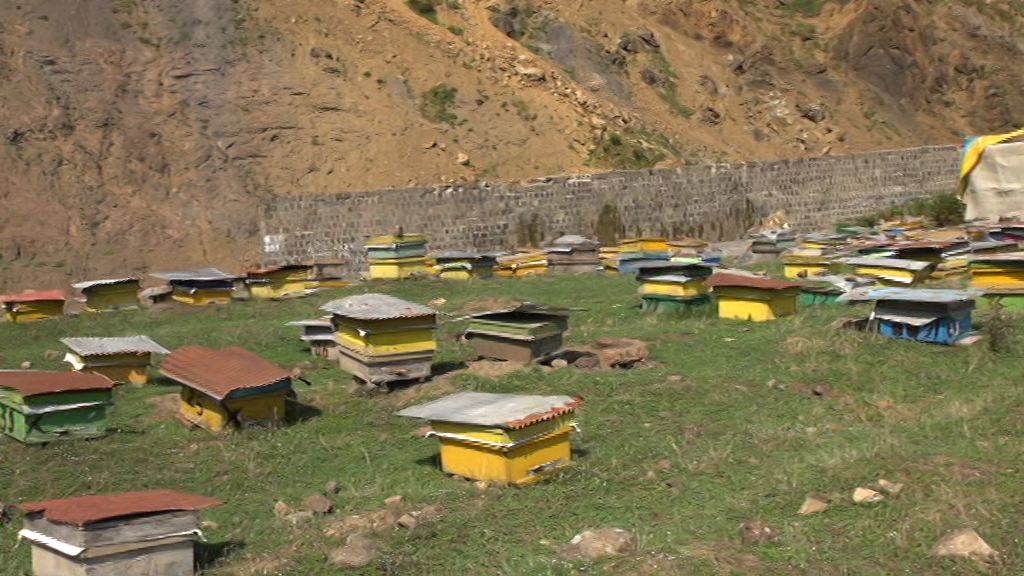 برداشت عسل از زنبورستان‌های شهرستان رضوانشهر