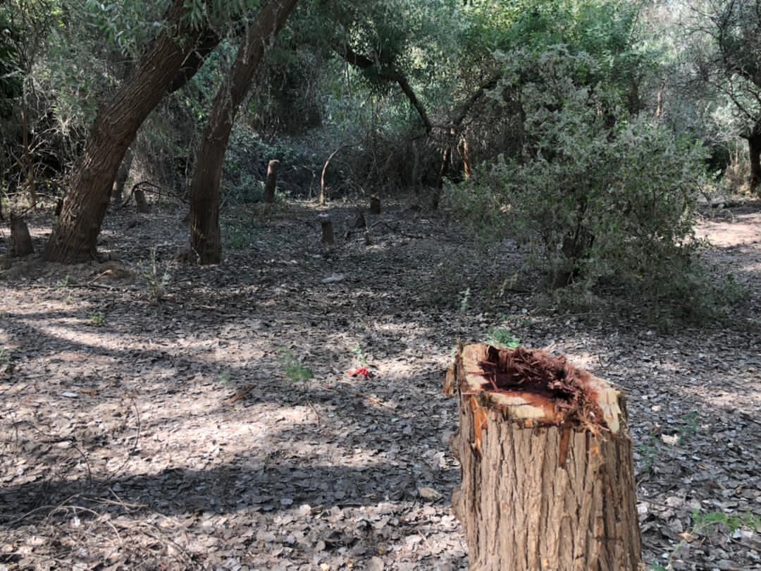 دستگیری عاملان قطع درختان در دزفول