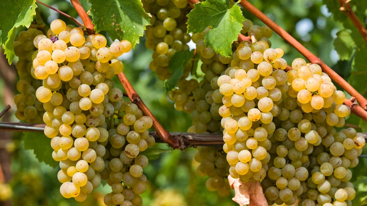 برداشت بیش از ۱۲۶ هزار تن انگور در کردستان