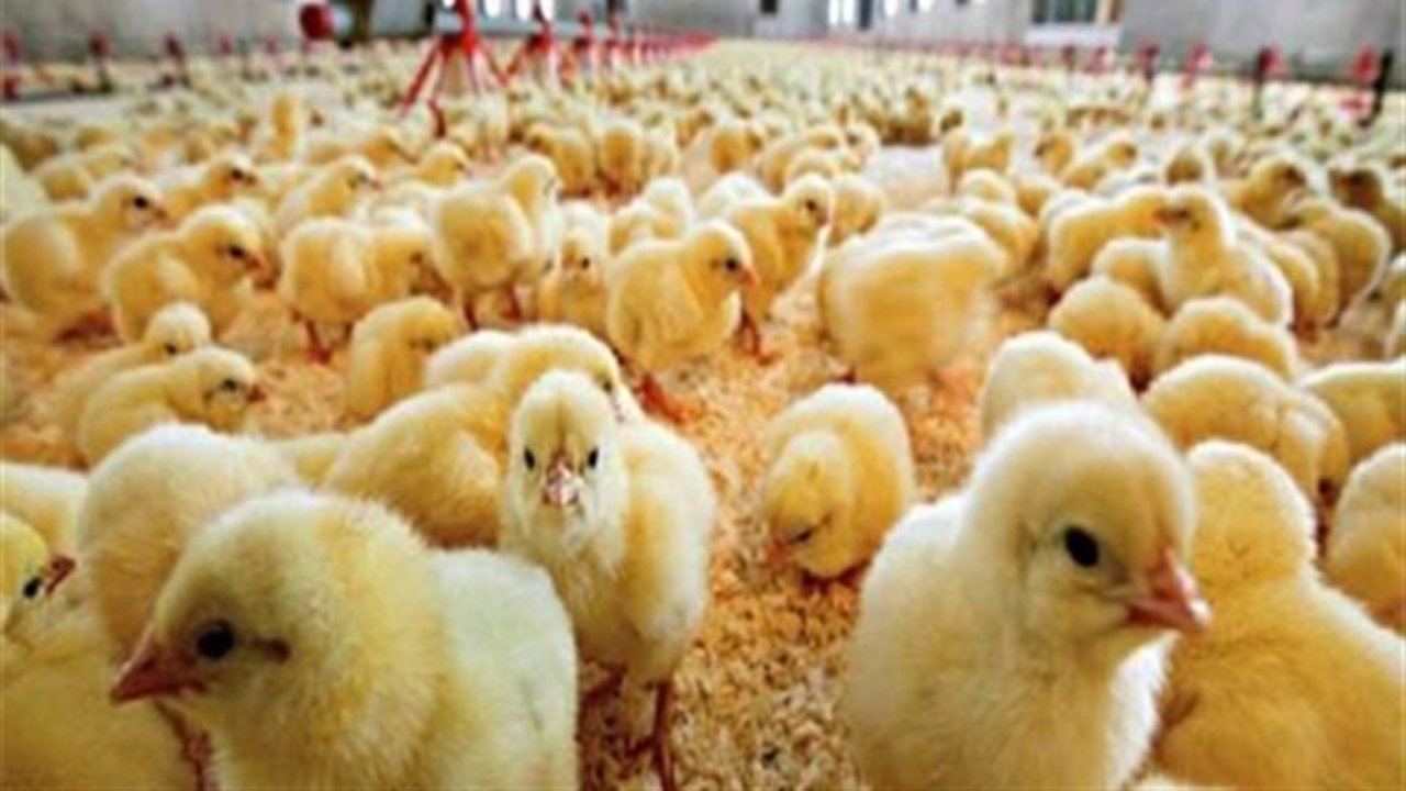 جوجه ریزی ۱۰۴ هزار قطعه مرغ گوشتی آرین در خلیل‌آباد