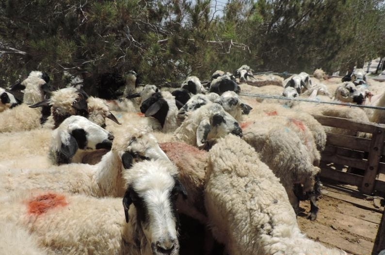 کشف ۱۷ رأس گوسفند مسروقه در فیروزآباد