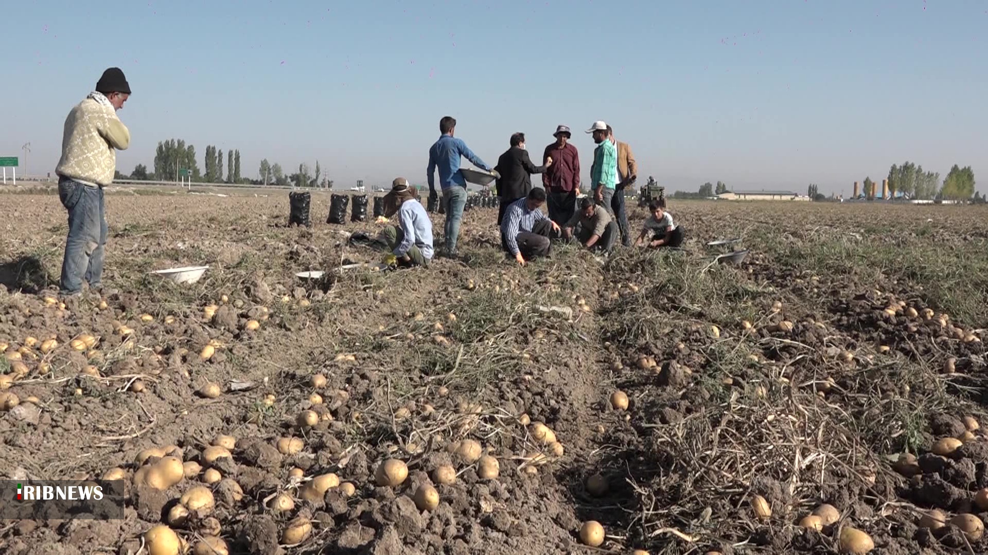 برداشت سیب‌زمینی در دشت اردبیل آغاز شد