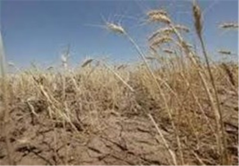 خسارت خشکسالی به ۴۲ هزار هکتار از اراضی گیلانغرب