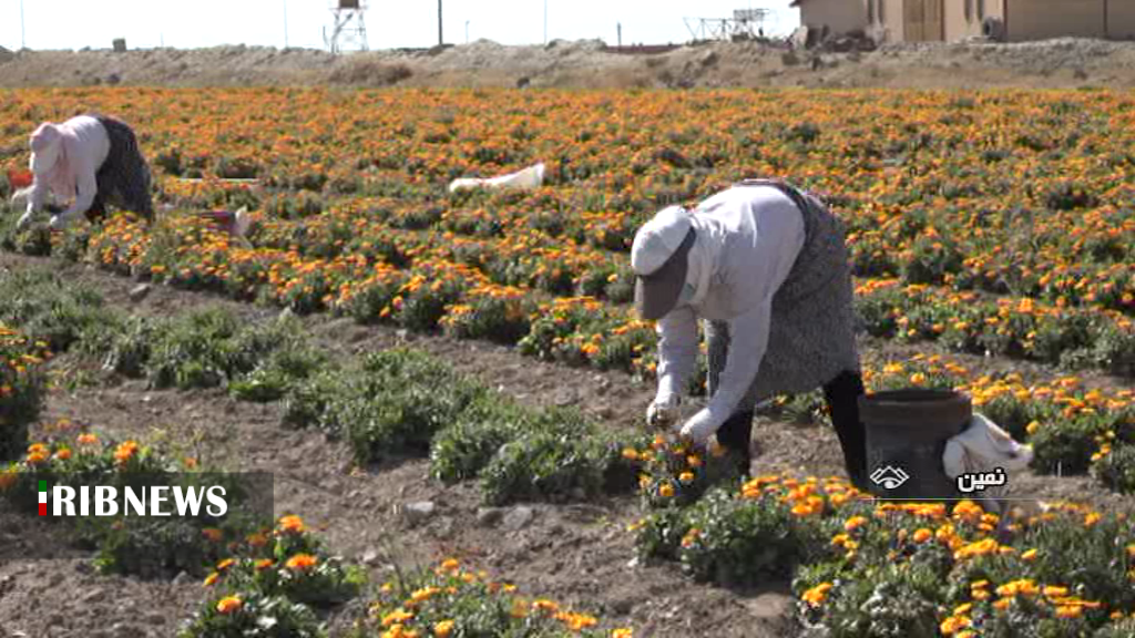 بهره برداری از مزرعه کشت گیاهان دارویی در نمین