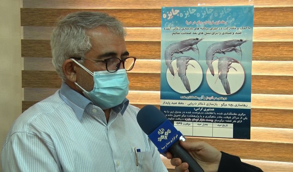 صیادران بوشهری بیش از ۱۴۵۰ تن میگو صید کردند