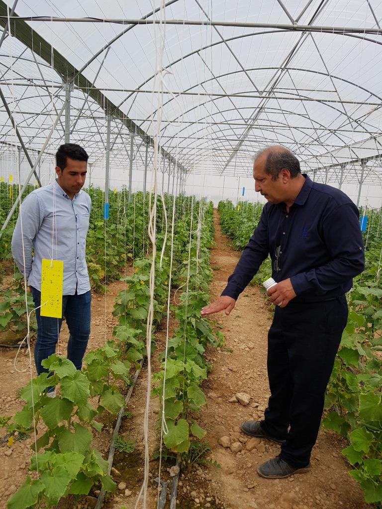 رهاسازی زنبور براکون در مزارع گوجه فرنگی ارسنجان