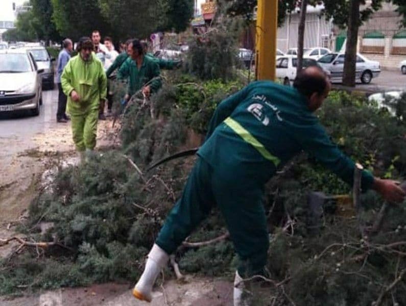 خودرو‌های خود را زیر درختان پارک نکنید