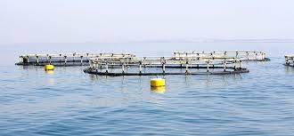 پرورش ماهی در قفس برای اولین بار در خوزستان