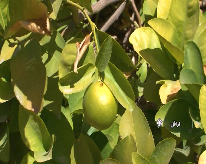 مبارزه با مگس میوه انبه در گراش