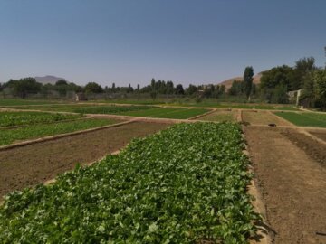 تولید سالانه هفت هزار و 500 تن سبزی در شهرستان بوکان