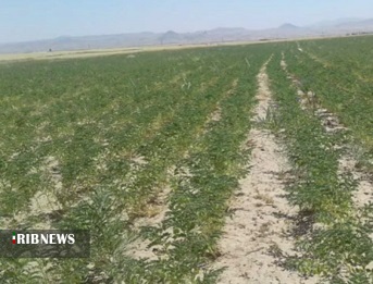 برداشت ۴۵ هزار تن حبوبات از مزارع کردستان