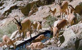 قرق ها در استان یزد ظرفیتی مناسب برای حفاظت  از زیستگاه های حیات وحش