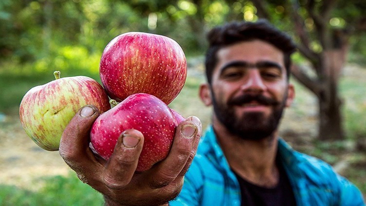 سیب باغداران روی دستشان نمی‌ماند