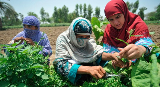اجرای چهار طرح گردشگری کشاورزی در استان قزوین