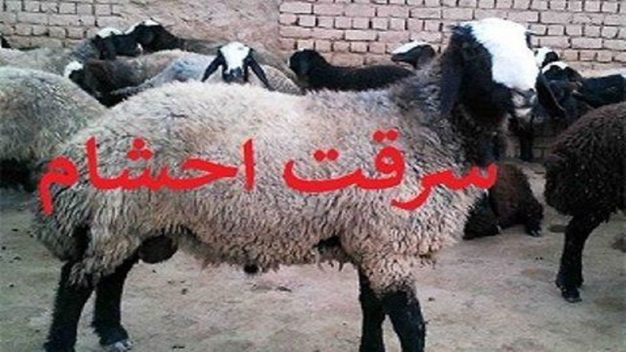 دستگیری سارقان احشام در گچساران