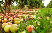 راه اندازی سه مرکز خرید سیب زیر درختی در اشنویه