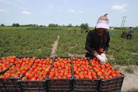 کاهش تولید گوجه در آذربایجان غربی