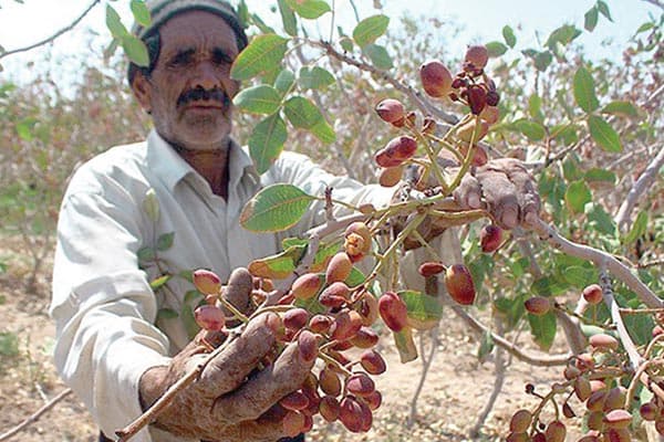 کاهش ۳۰ درصدی تولید محصول پسته در بردسکن